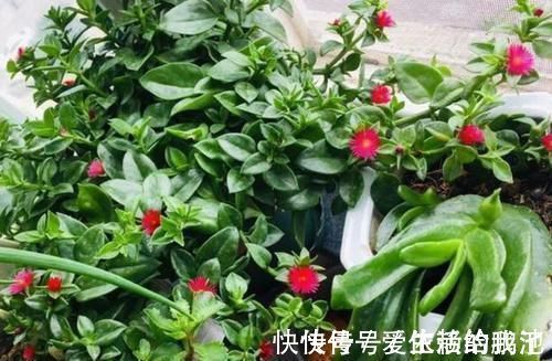 马齿苋|聪明人养花就养3种,可镇宅招财、有益健康,养护也省心