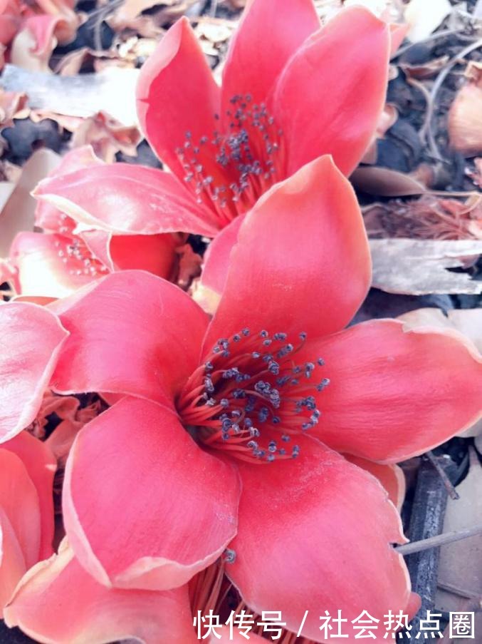 花加:英雄之花“木棉花”有着哪些寓意