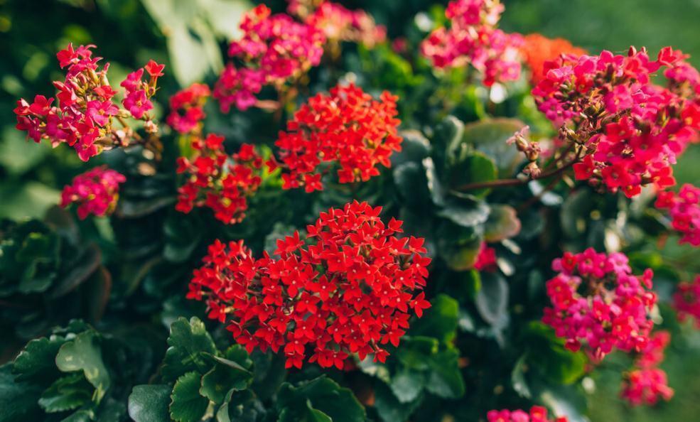 盐碱|长寿花好看却养不好,对照这“7点”,来看看问题出在哪