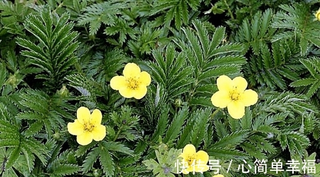 陵菜|长在草地上的“莲花菜”，其果被誉为“人参果”，常食益处多