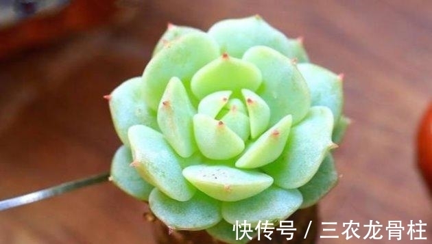 花儿谷|多肉植物这样换盆, 没有养不好的肉肉!