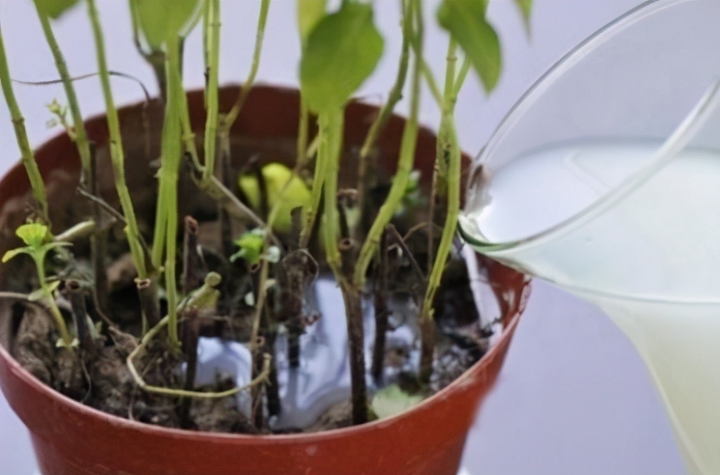 习惯|给花浇水时，这3点习惯不能有，不然土壤结块，花儿烂根