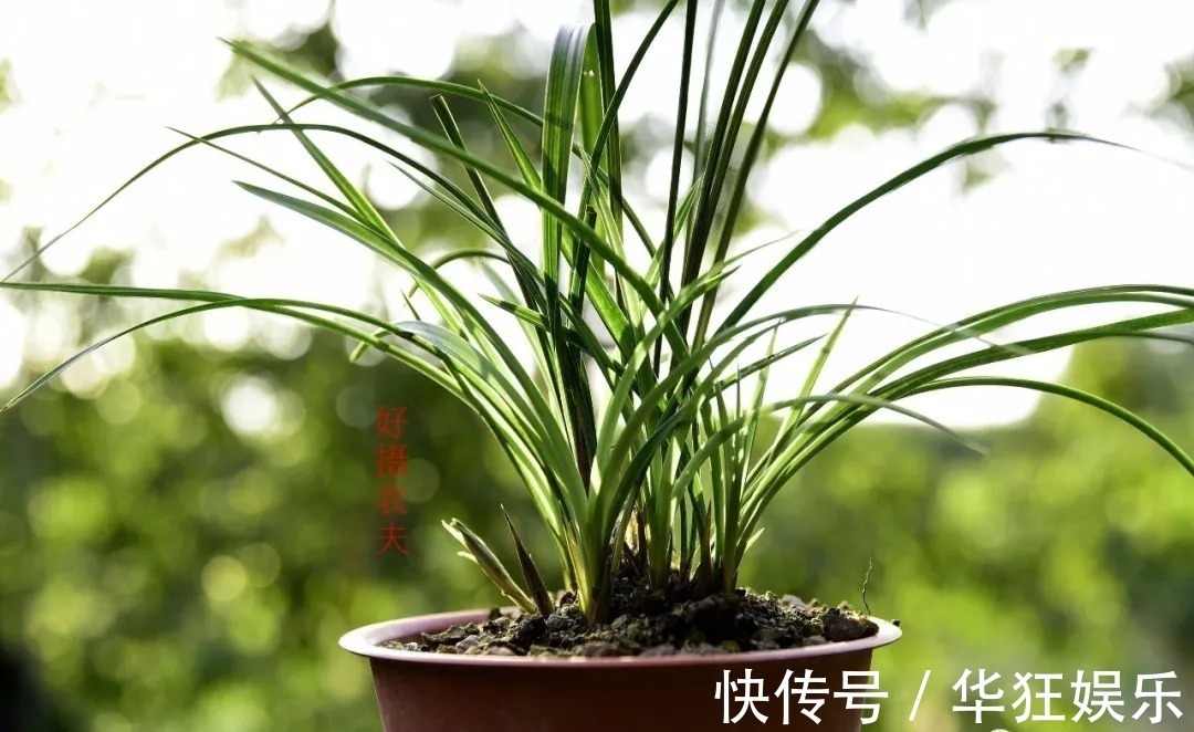 炭疽病|养兰花,比软腐病威胁更大的,是容易治好的炭疽病