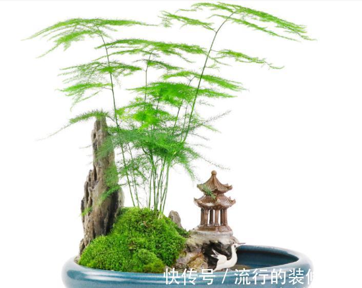 养这“10种花”，经常喷喷水，越长越旺“越精神”