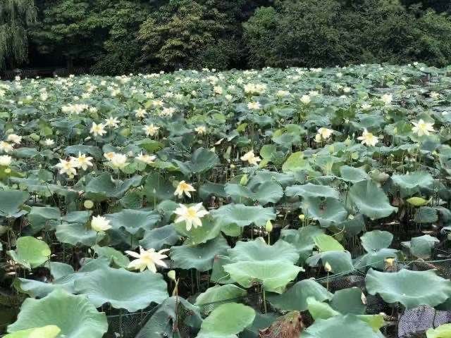 胡大伯|“白荷花”你见过吗？老杭州都不一定见过 杭州只有这个地方能看到！