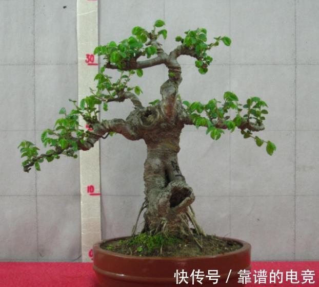 5种富贵花,越养越值钱,家门口养一盆,长成“传家宝”