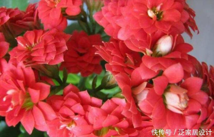 4种花养家里，福旺运旺财更旺，家里财运亨通，旺运一整年