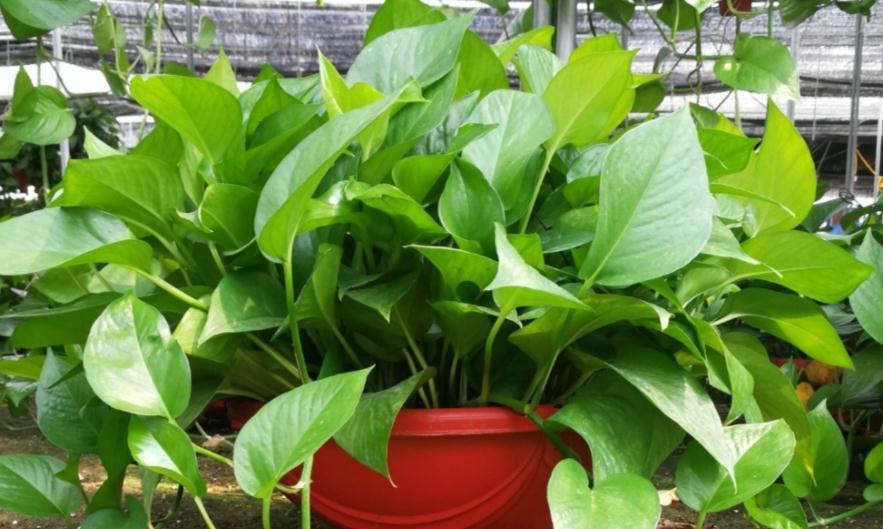 把握住这5个技巧,小叶绿萝变大叶绿萝不是梦,茎长得更长