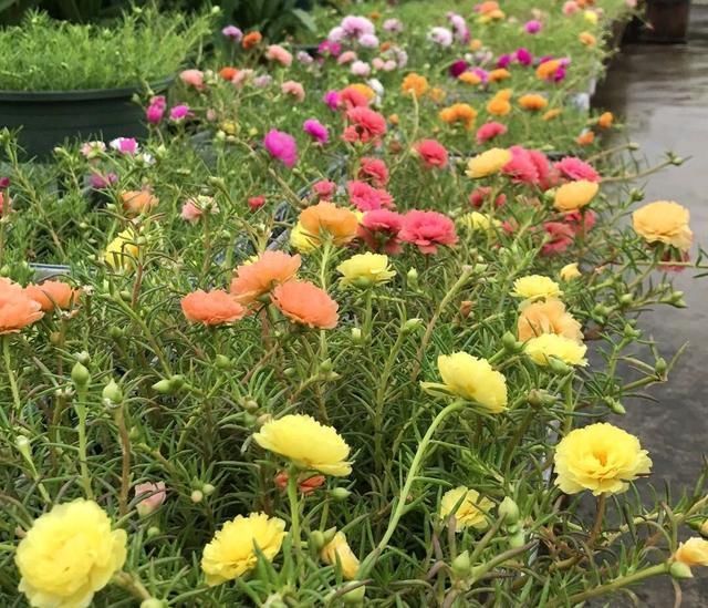 散乱|太阳花散乱似杂草狠心剪个小光头,一个月撑撑开花爆盆