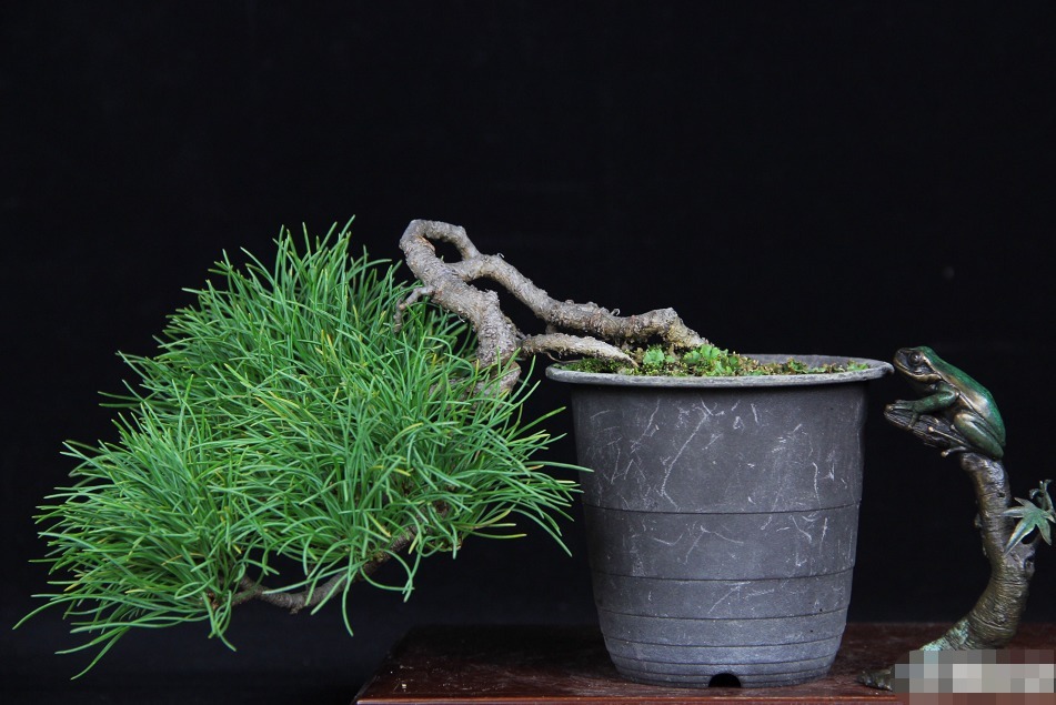 赏玩盆景彰显心灵深处的情怀，换个心情欣赏精美盆景，拍照上图