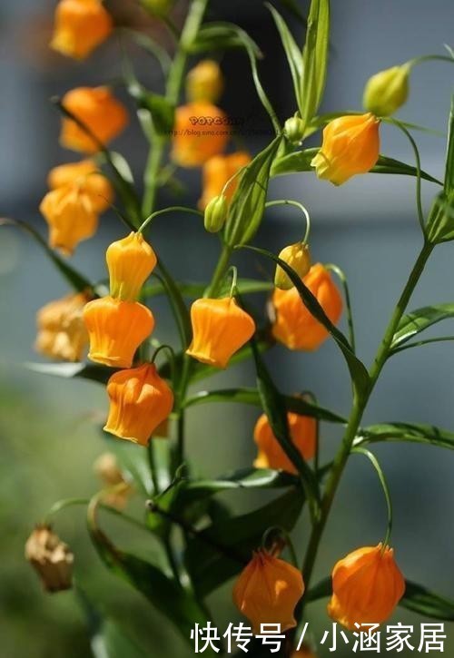 大气|这几种花卉,冬天在家养上几盆,高端大气上档次!