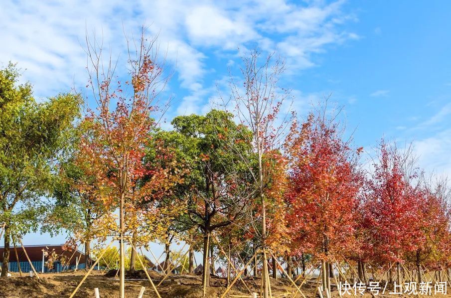 设计师|花博会只能看花吗？