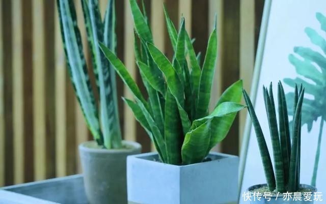 这5种植物,冬天一定要“断水”,一浇一个死,管住手