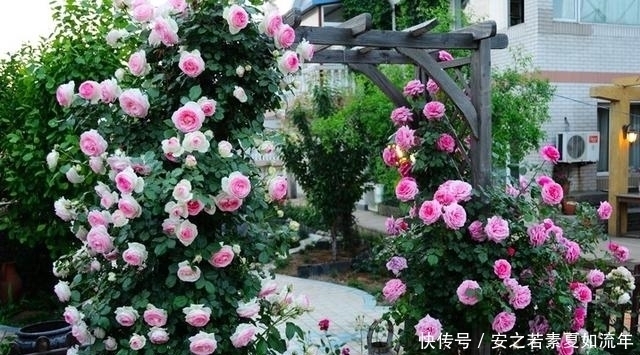 阳台|这5种花很好养，浇水就行，有阳光就爆花，阳台变花海！