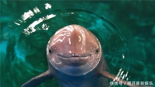 燃料|“人鱼膏”是什么?秦始皇陵烛火能烧千年不灭,传说燃料是人鱼膏