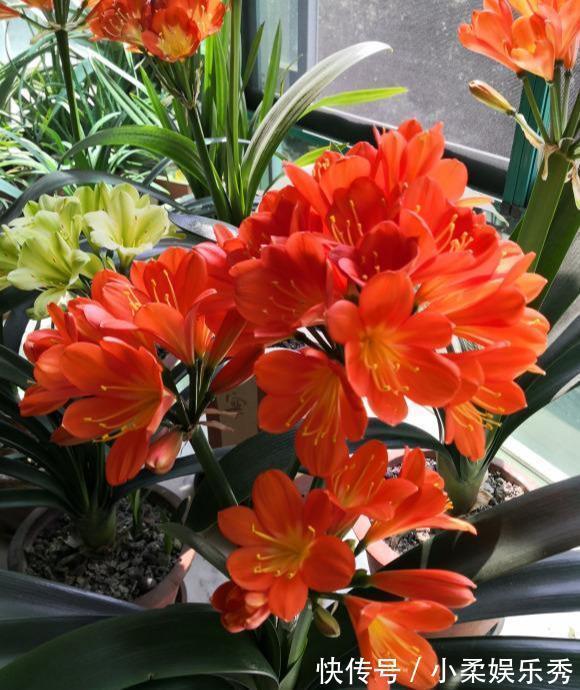 授粉|“掐准”时间养君子兰，花期延长20天，花箭猛窜，花枝泛滥
