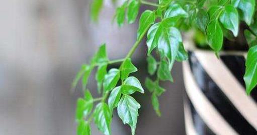 叶片|客厅摆什么盆栽植物好?选择这些准没错!既好看又好养,还能旺财