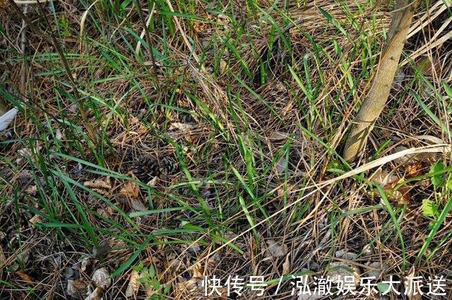 植物|这野草看着像大蒜，其实价值更高，野生的不多见，人称“绵枣”