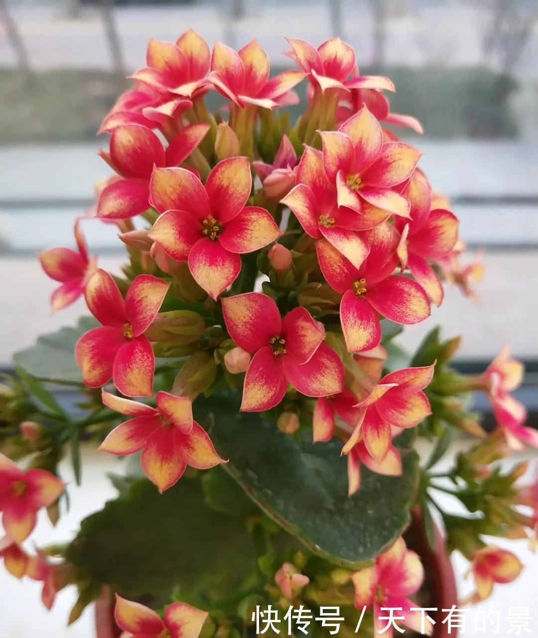 长寿|长寿花有“三怕”,入冬养护得避开,养成小老桩,清香宜人小半年