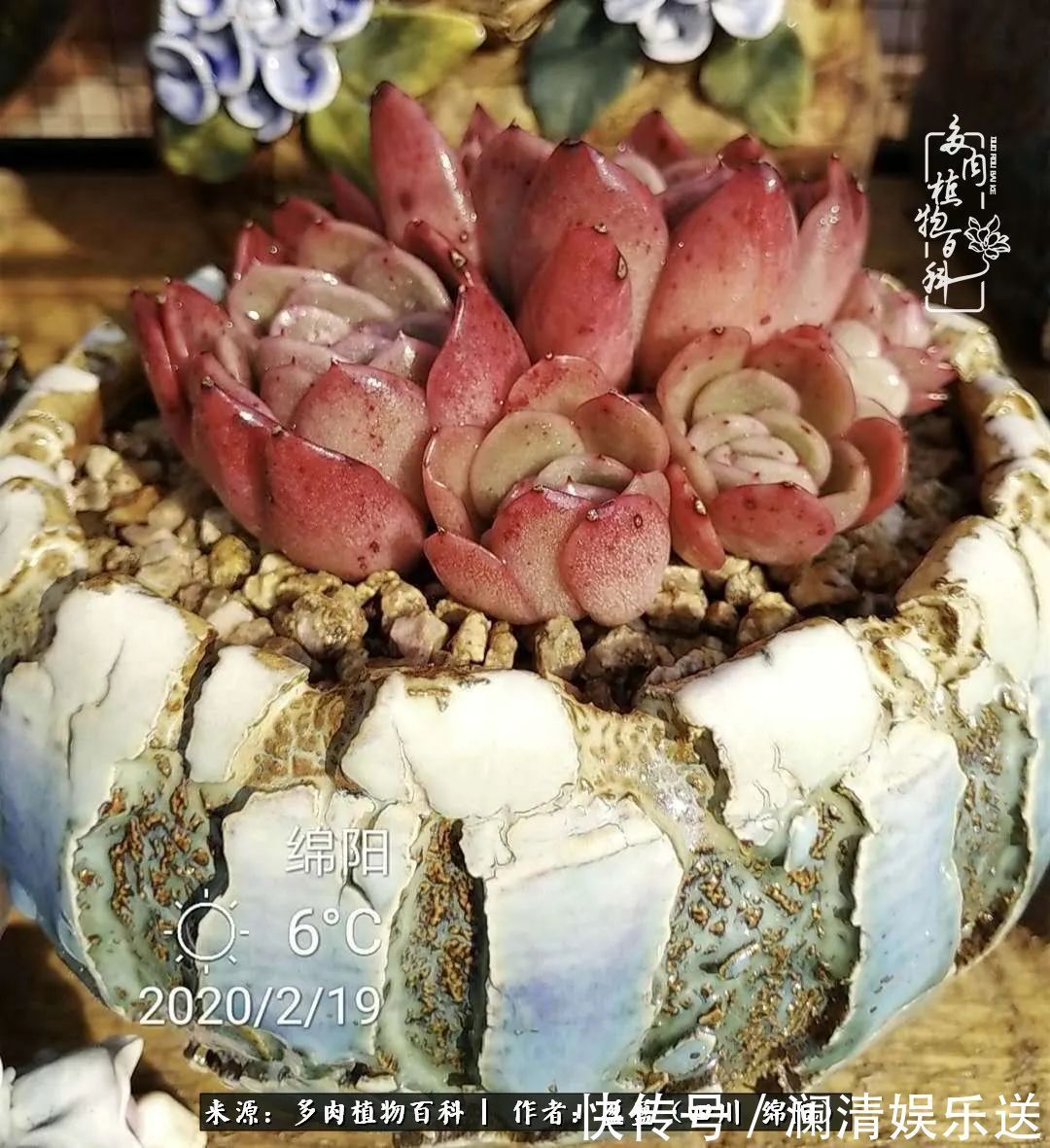 草木|一定要爱着点什么，恰是草木对光阴的柔情！