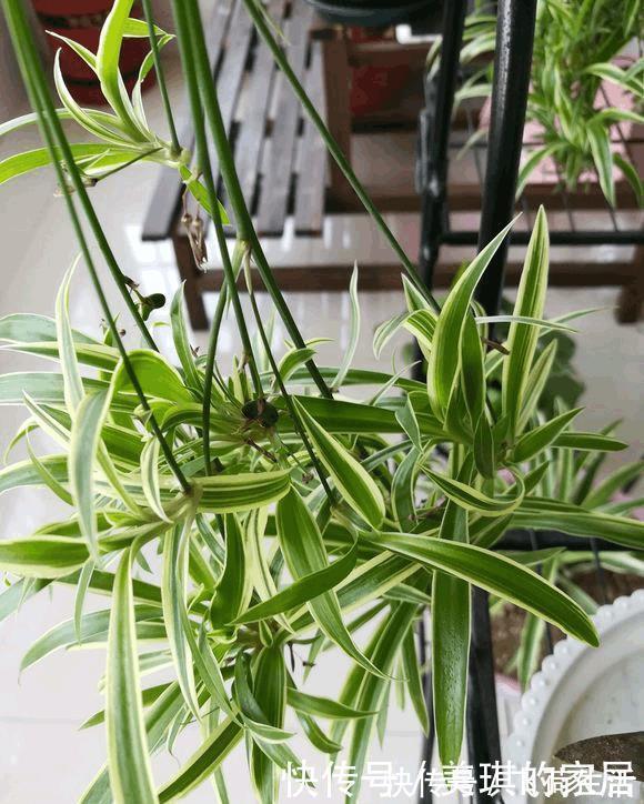 吊兰|这种植物有水就能活，用1招，分分钟爆盆