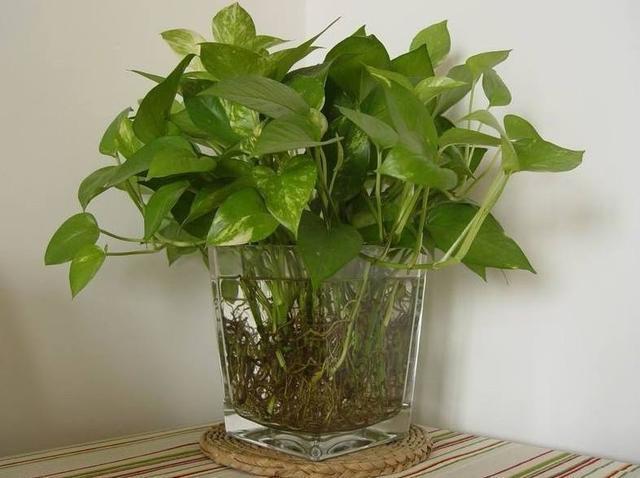 水培绿萝，叶子又厚又绿，根白的喜人，因为水里加了它