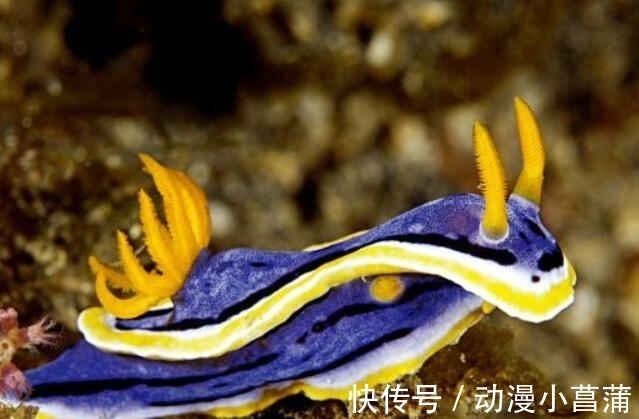藤虎|海贼王：绿牛果实是幻兽种，一生吃一顿饭就可以了
