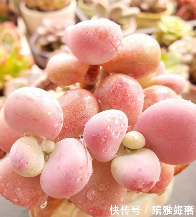 多肉|最萌不过粉色,这10款粉色系多肉,各有各的美,哪种能“粉”到你