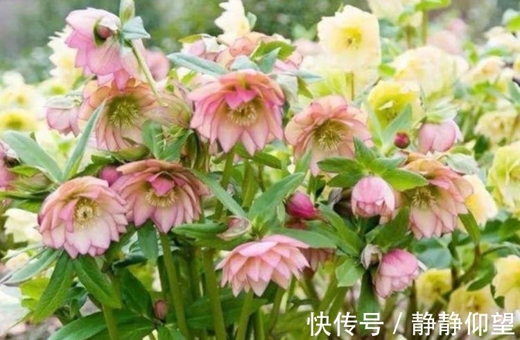 此款花卉便宜又好养,丢到阳台,四季有花开,一养就上瘾!