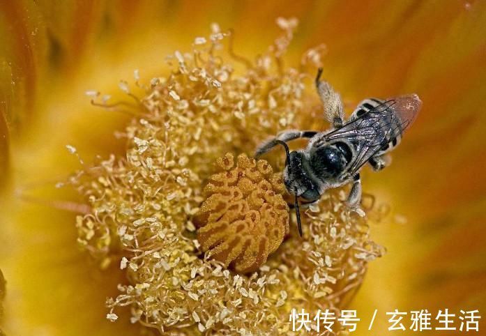炎癥|別看它不起眼, 卻是前列腺炎的“克星”! 男人常吃, 悄悄趕跑炎癥