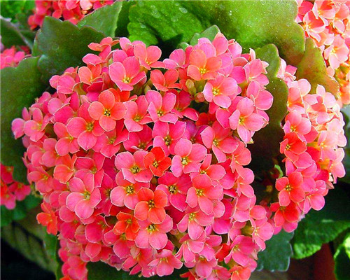 长寿花不好养关于养护长寿花的3个要点,