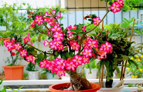 “懒人”养花，没有时间、精力照顾，盆栽花草就选这“4样”