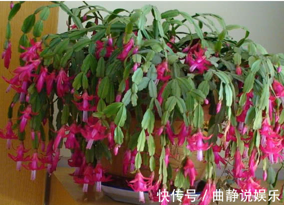 花毛茛花毛茛|夏天“3种花”别买,黄叶、掉蕾变蔫巴,买1盆死1盆,白花钱!