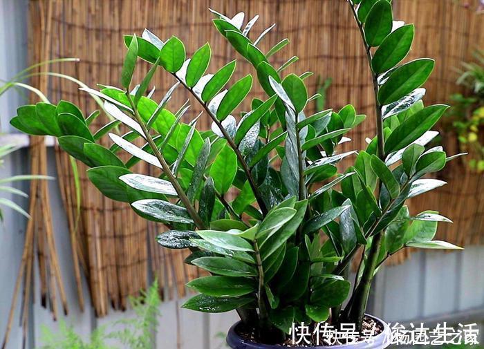 养花|封闭阳台不能养花?才不是呢!选这几种,打造自己的小花园