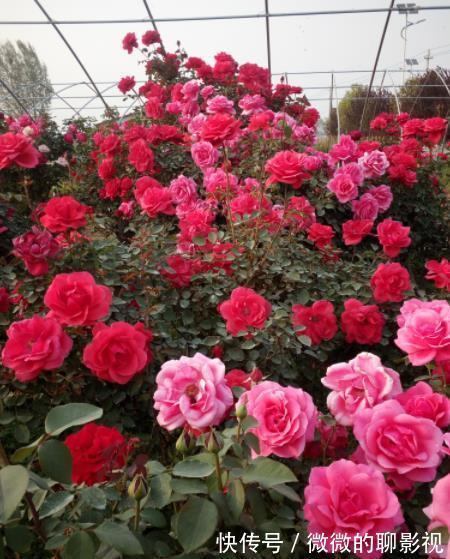 12月养3种花,别急着搬进室内,丢在外面冻一冻,花苞更多开得艳