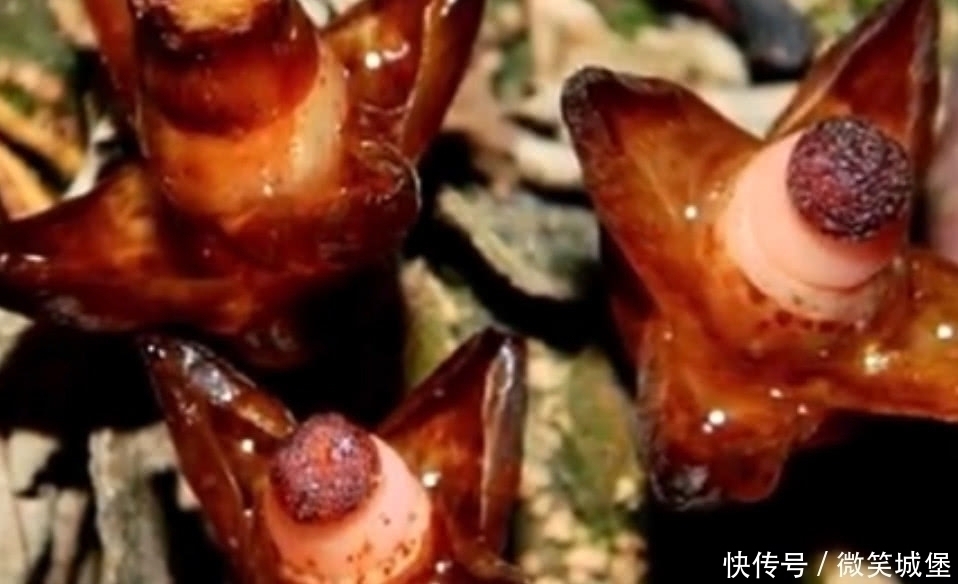 野草|山坡上的这种野草,选定一棵树就会呆一辈子,江湖人称“奴草”