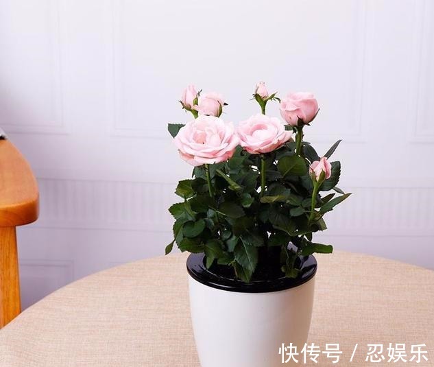 玫瑰怎么养记住5个养殖要求,助你成功养殖好盆栽玫瑰花!