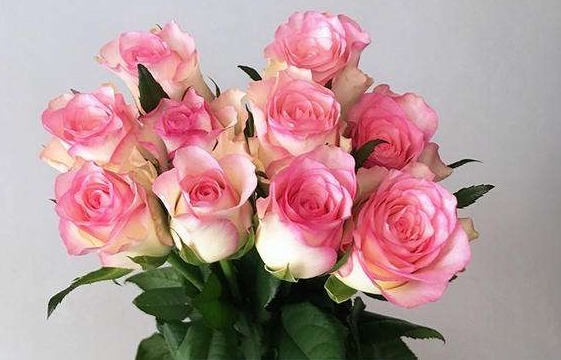 喜欢玫瑰不如养一盆“红袖玫瑰”,花语红颜知己,颜值高寓意好