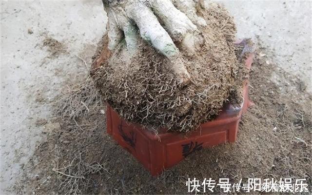 制作高价值的盆景,炼根是关键,看看怎么炼