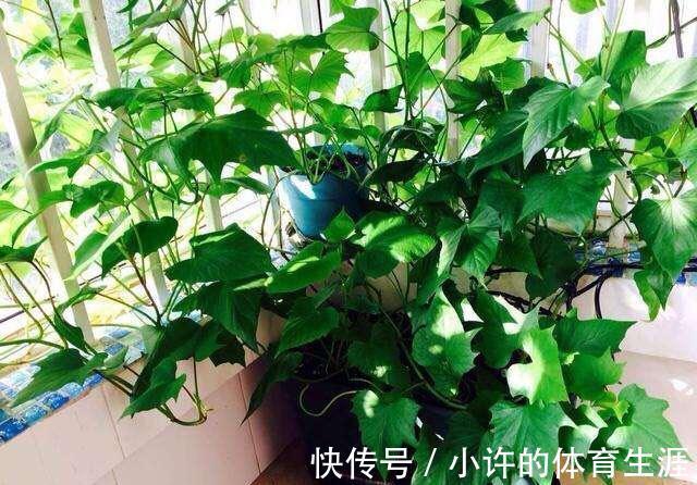 6种青菜根,吃完不要扔,插进花盆,浇浇水,20天长成“小菜园”