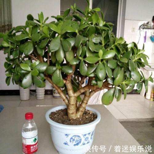 年底了，4种“寓意树”该养起来了，添福迎好运