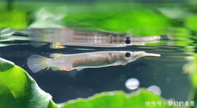 名字|一种小众小型观赏鱼,它的名字正反念都正确,还可以直接生小鱼