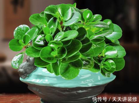 茶几上摆放什么花卉?7种绿植,精巧玲珑,清新素雅,还特好养活