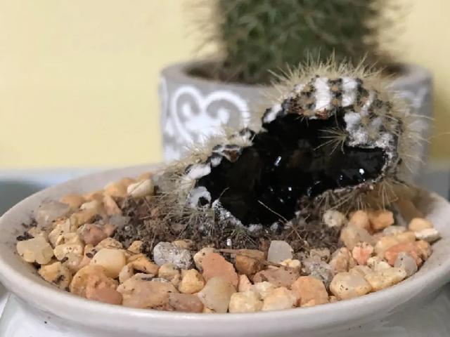 雨水|10种不能淋雨的花，淋完雨就死，盆栽养花注意事项