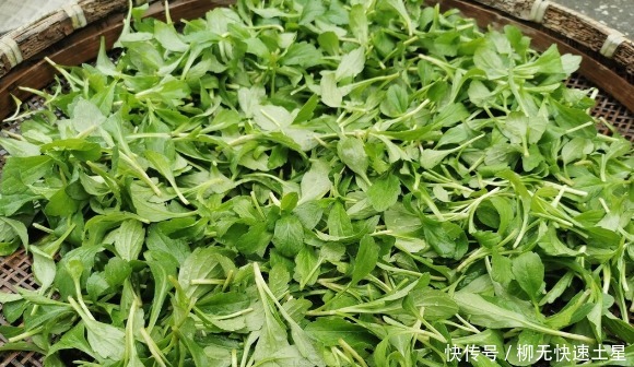 吃法|夏季挖野菜，送你64种野菜图片大全，教你认识不同的野菜和吃法！