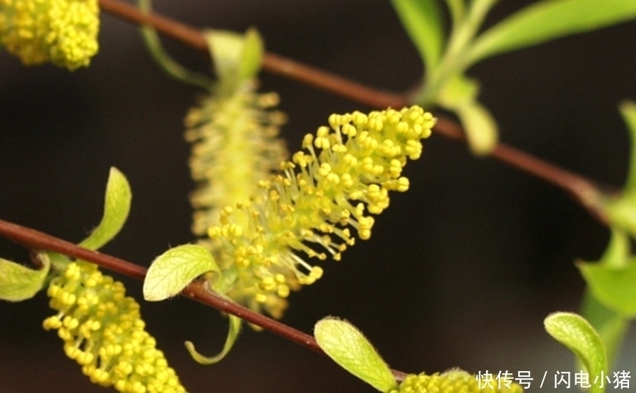 无花|千古名诗70首,诗中有画,再现了几千年来《清明》的风土人情