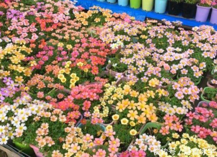 三角梅|几款艳丽的花卉，漂亮又好闻，开花勤还爱爆盆，美