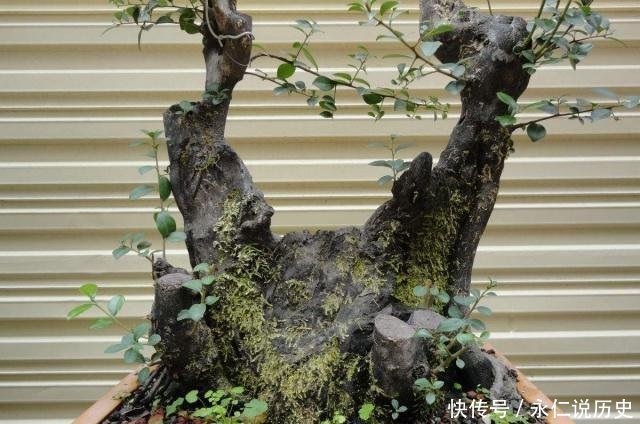 1种盆景,人称老桩金弹子,养越久越贵,都当传家宝养,我就养了