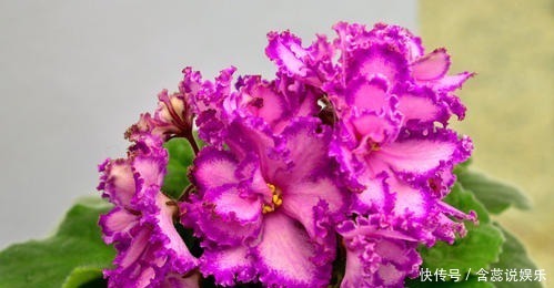 老花农都喜欢的5种花,号称“开花机器”,养几盆四季有花赏!