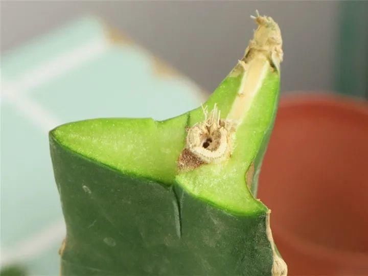 养护蟹爪兰，要注意8个要点，才能开出仙气飘飘花